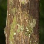 Virola michelii Corteza