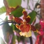 Oncidium crocidipterum Virág