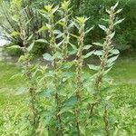 Parietaria officinalis Blad