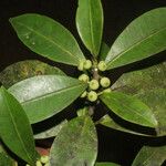 Ficus americana Plod