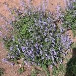 Nepeta sibiricaFlower