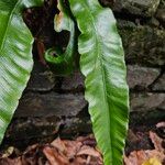 Asplenium scolopendrium Likasa