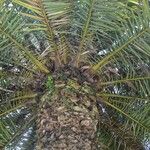 Phoenix canariensis برگ