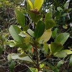 Garcinia vieillardii Συνήθη χαρακτηριστικά