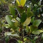 Garcinia vieillardii Habit