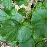 Campanula carpatica Leaf