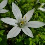 Ornithogalum divergens Žiedas