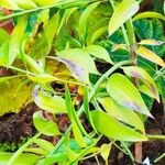 Nageia nagi Leaf
