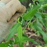 Eupatorium serotinumЛисток