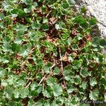 Heuchera rubescens Celota