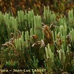 Lycopodium × oellgaardii ᱛᱟᱦᱮᱸ