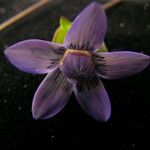 Comastoma pedunculatum Flor