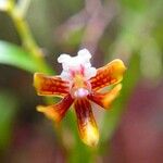 Dendrobium finetianum Flower