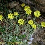 Alyssum alpestre Yeri