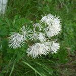 Thalictrum aquilegiifolium Bark