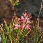 Dracophyllum balansae ফুল