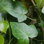 Hedera hibernica Leaf