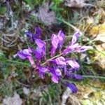 Polygala microphylla Fiore