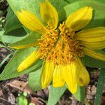 Wyethia angustifolia Flower