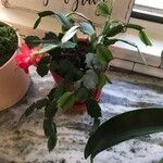 Schlumbergera truncata 花
