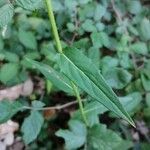 Hieracium sabaudum ഇല