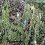 Cosentinia vellea Likasa