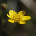 Ranunculus californicus Virág