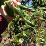 Shepherdia canadensis Leaf