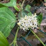 Cornus sanguineaKvět