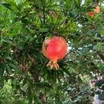 Punica granatum Frucht