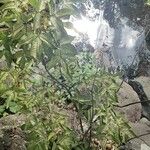 Ptelea trifoliata Tervik taim