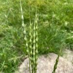 Aegilops ventricosa Fula