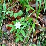 Anemone lancifolia Flower