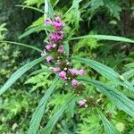 Leonurus sibiricus Flower