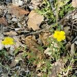 Helianthemum hirtum Habitus