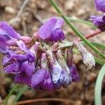 Oxytropis jacquinii Květ