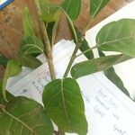 Ficus virens পাতা