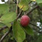 Commiphora mollis Fruto