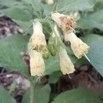 Symphytum tuberosum Çiçek