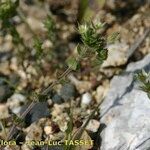 Arenaria leptoclados Other