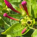 Mirabilis jalapa Blomst