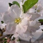 Malus domestica Flor