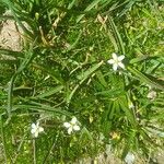 Sagina glabra 形態
