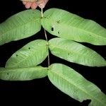 Mouriri osaensis Leaf
