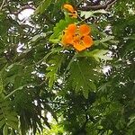 Plectrocarpa arborea Flower