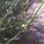 Leptadenia pyrotechnica Blomst