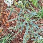 Heliotropium longiflorum पत्ता