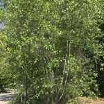 Betula populifolia অভ্যাস