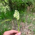 Dactylorhiza insularis Flower