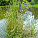 Juncus effusus List